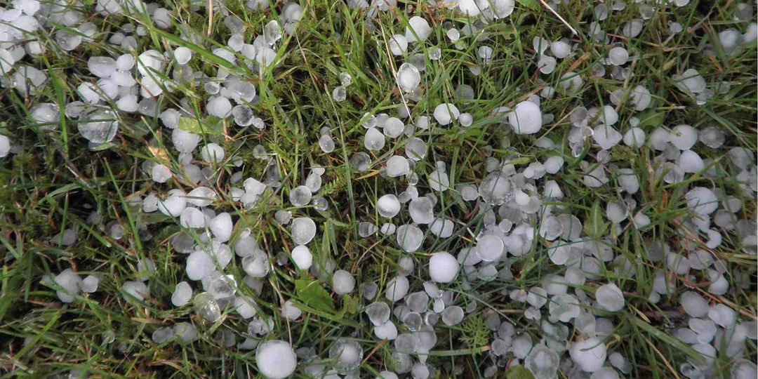 Hail on the grass